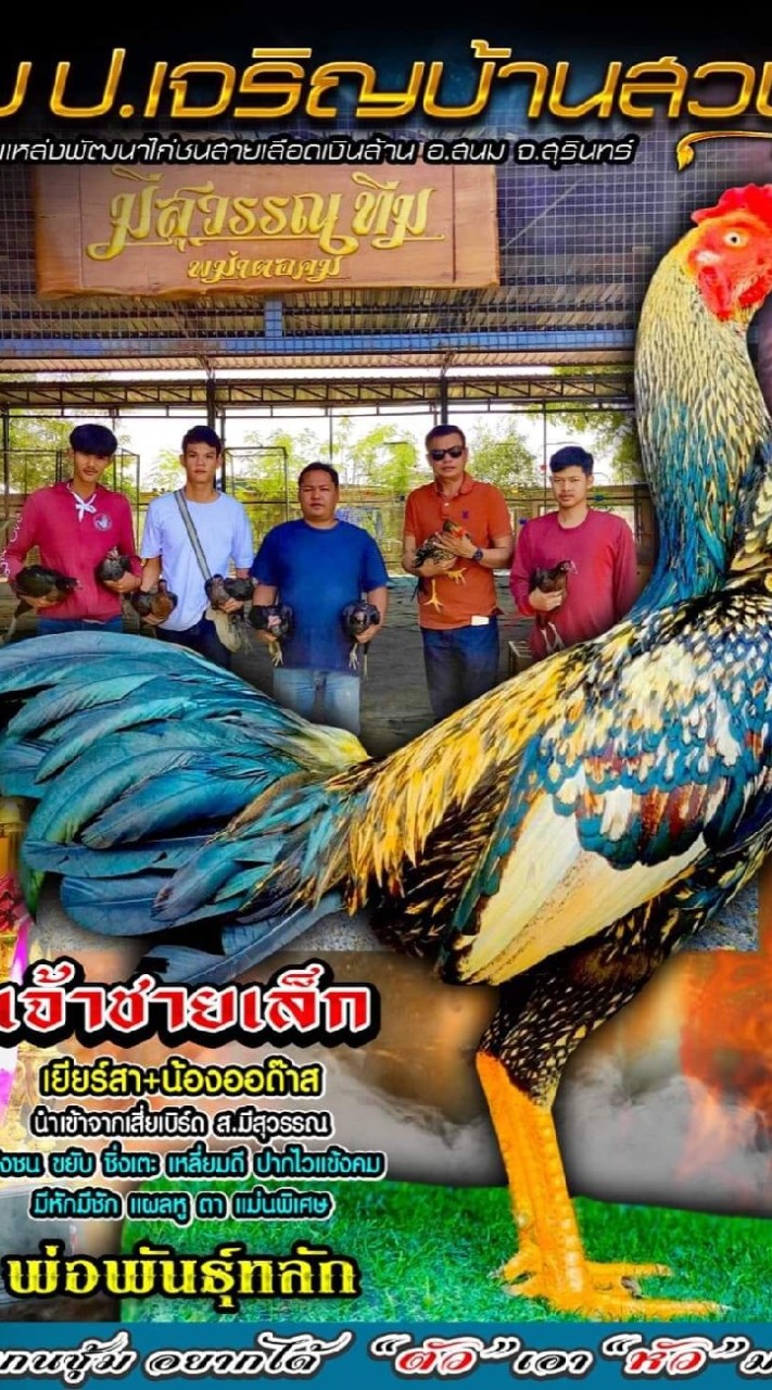 ซุ้ม ป.เจริญบ้านสวนฟาร์ม เเหล่งพัฒนาพม่าตีเชิง สาย ส.มีสุวรรณ