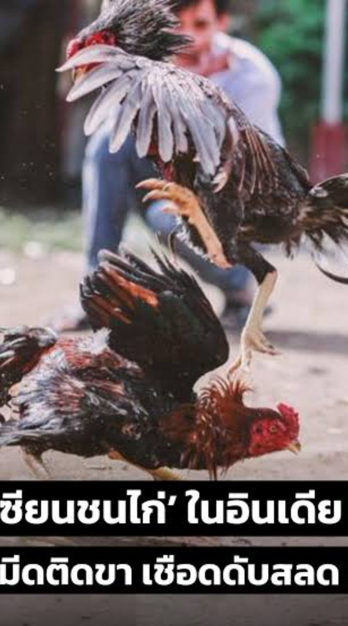 ไก่ใบมีด