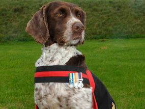 5 Kisah Heroik Anjing Dalam Perang Mantab Soul Banget Dah Anjing