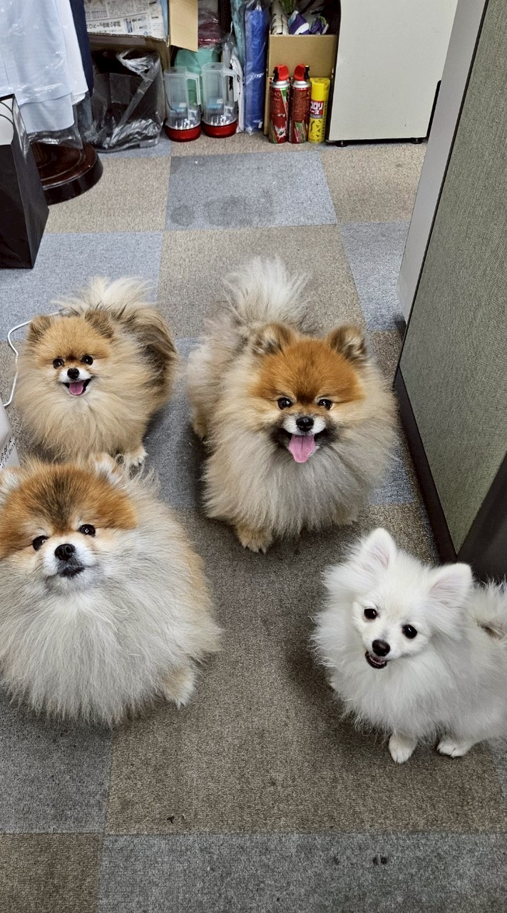 4ポメファンの集い