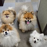 4ポメファンの集い