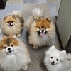 4ポメファンの集い