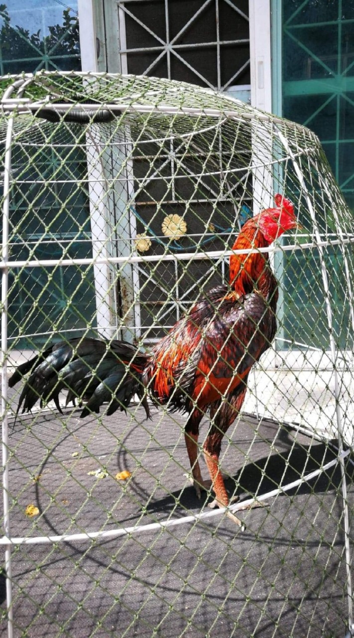 เลี้ยงรักษาไก่ชน