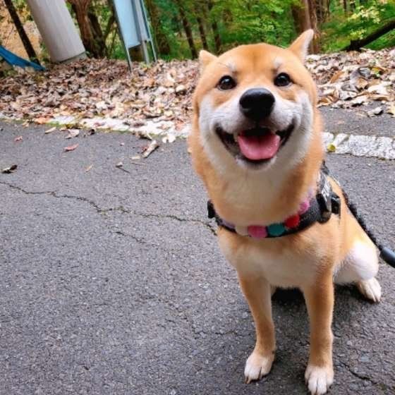 ふてくされる犬たち大集合 ふてくされてる理由は