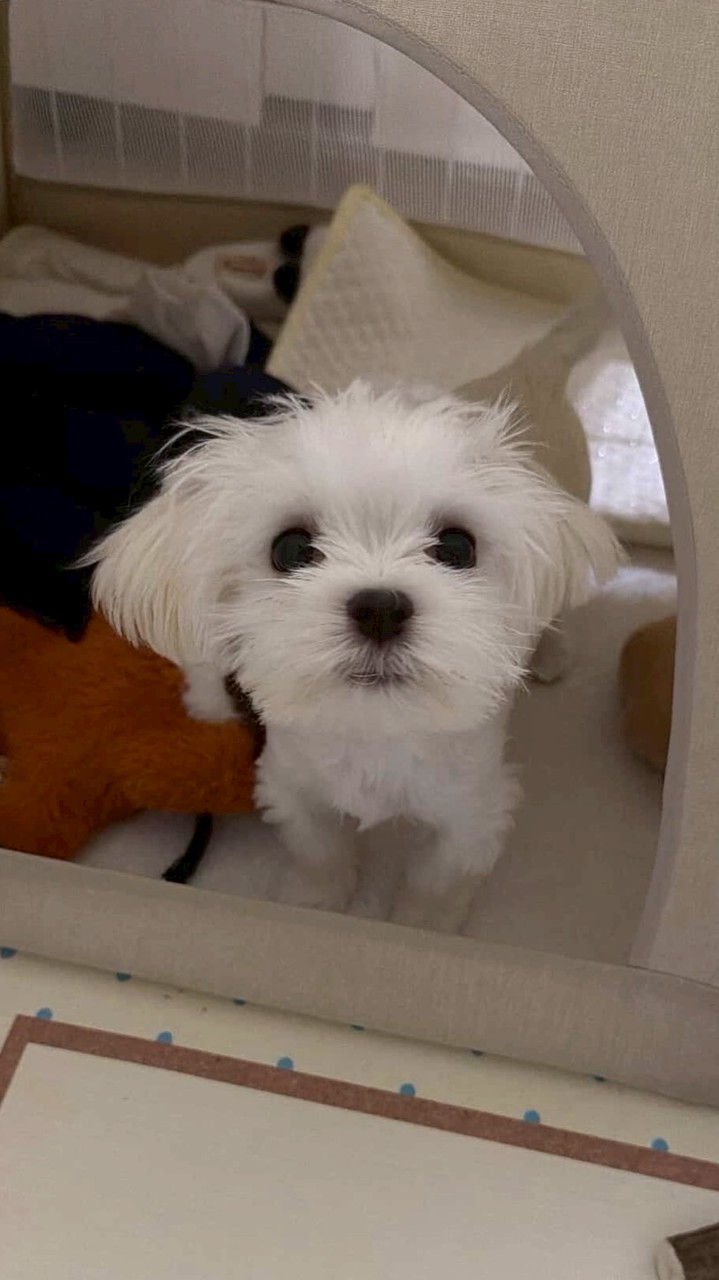 寵物展代購🐾