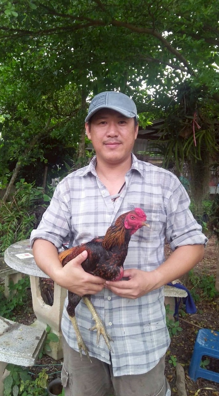 ช.ชนะฟาร์มไก่ชน
