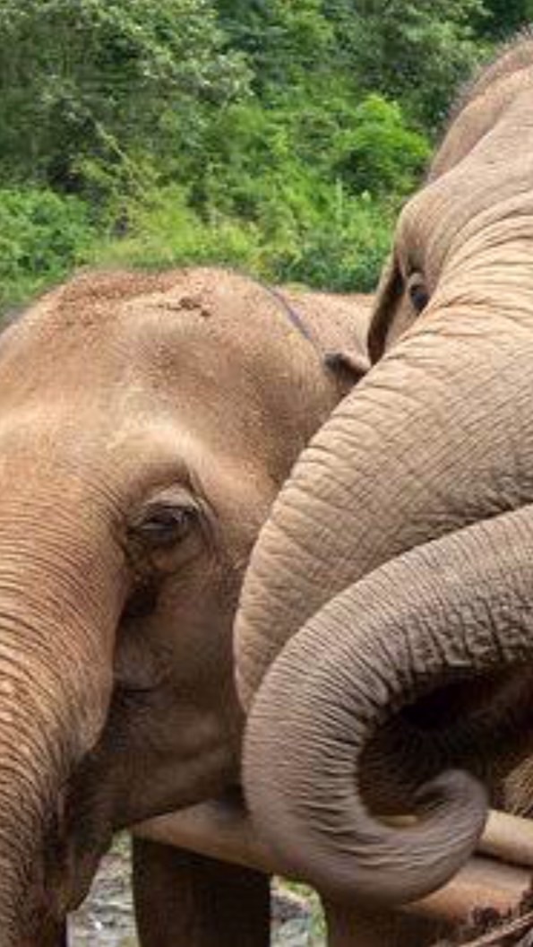 ☁️🐘🐘กลุ่มคนชอบช้าง🐘🐘☁️