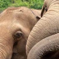 ☁️🐘🐘กลุ่มคนชอบช้าง🐘🐘☁️