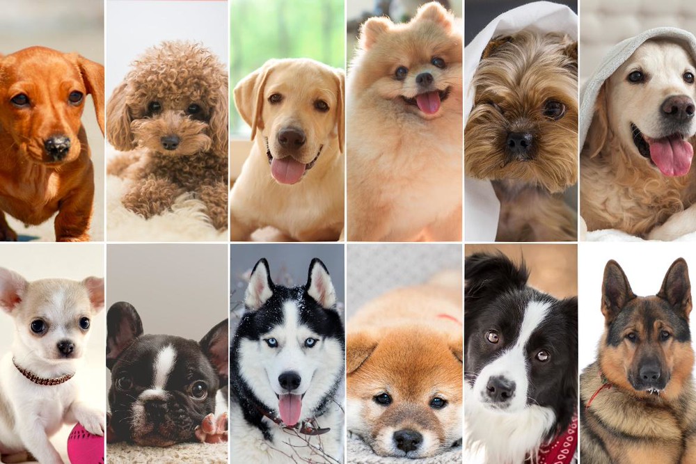 12星座占い 犬 この秋愛でるべきラッキーワンちゃん Charmmy