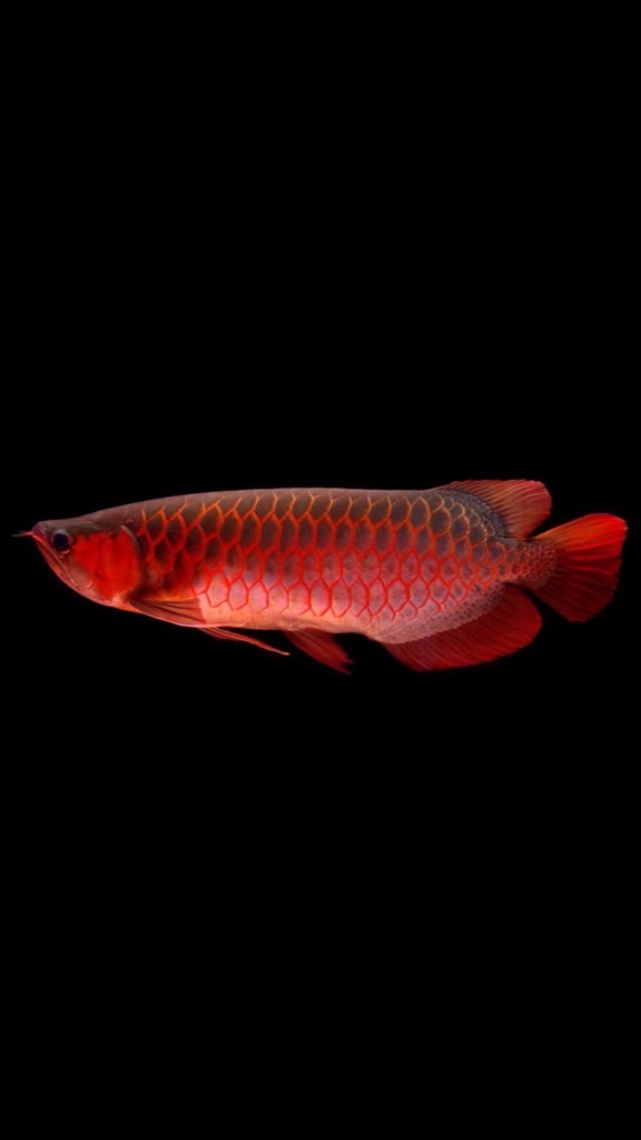 各式魚種交流買賣
