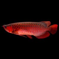 各式魚種交流買賣