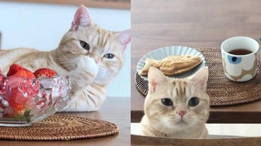 總是想偷吃一口！日本可愛小橘貓「茶太郎」融化網友的心 最愛擺姿勢與美食拍照！