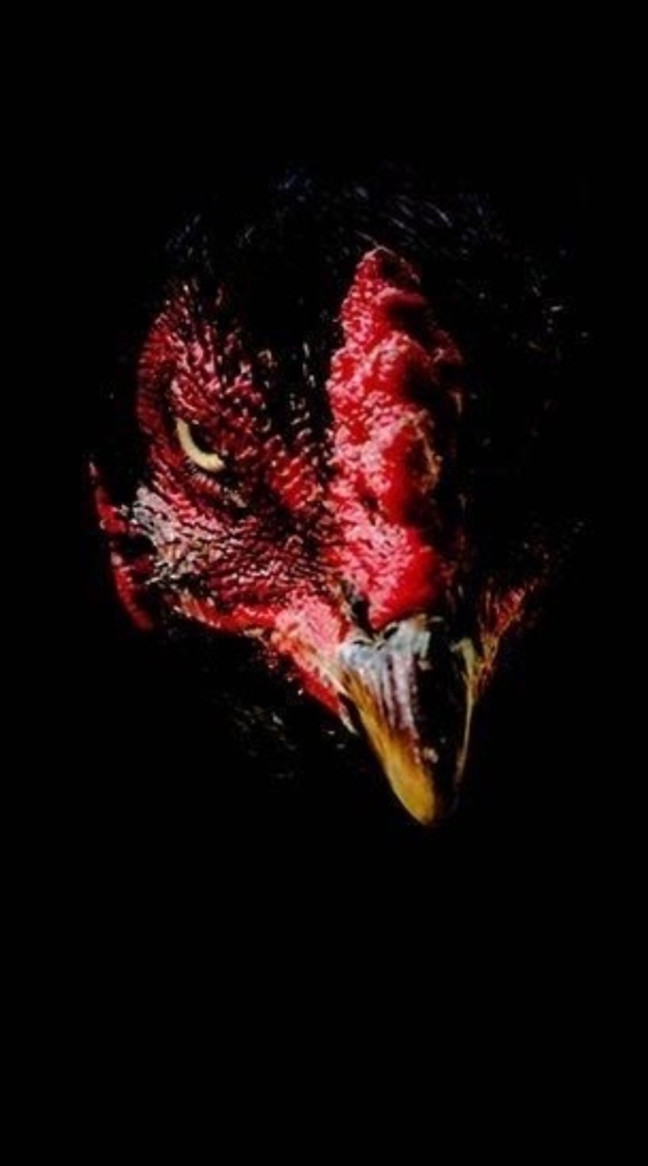 เซียนไก่.คอม