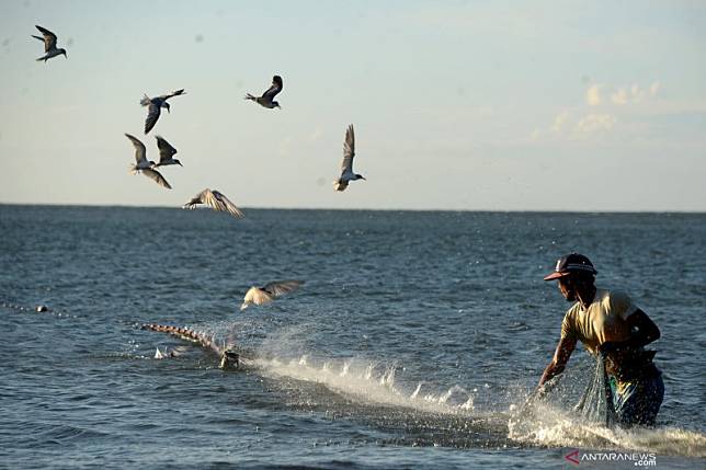 11++ Gambar burung camar laut terupdate