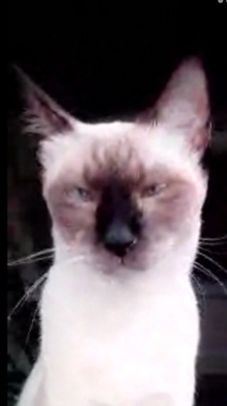 cool cat