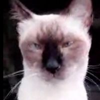 cool cat