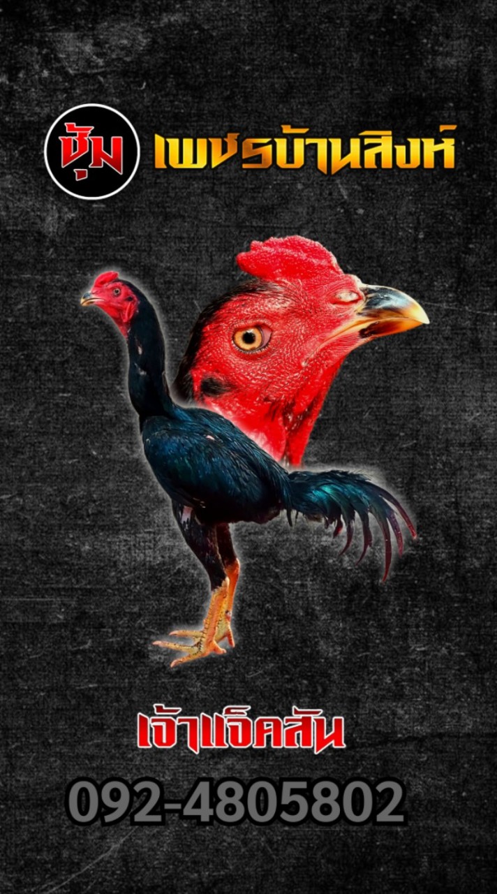 เพชรบ้านสิงห์ ไก่สโล่หลัง