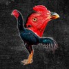 เพชรบ้านสิงห์ ไก่สโล่หลัง