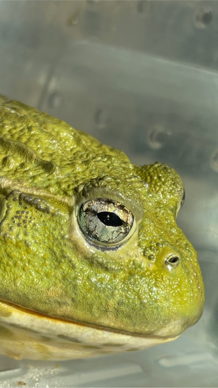 🐸養牛戶 （非洲牛蛙Pyxicephalus adspersus）