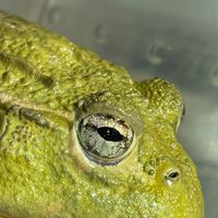🐸養牛戶 （非洲牛蛙Pyxicephalus adspersus）
