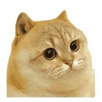 CATGE Coin ทาสแมวแลกเปลี่ยนความรู้