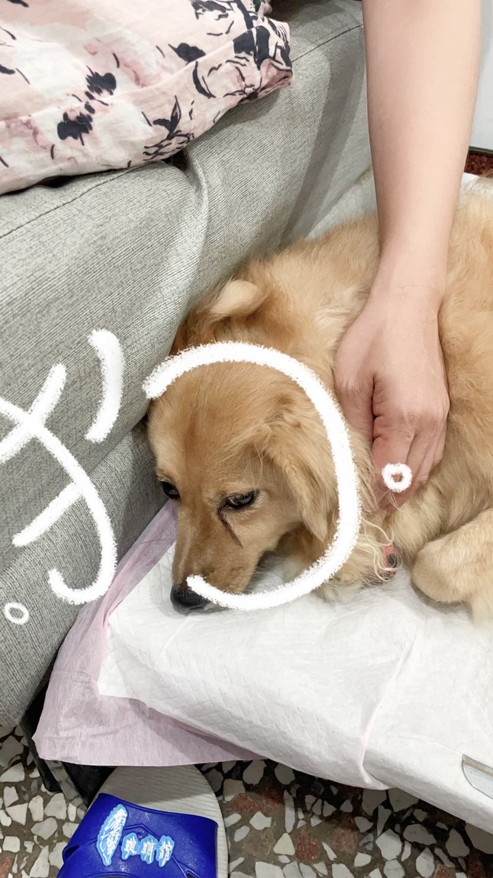 寵物交流群