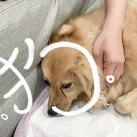 寵物交流群
