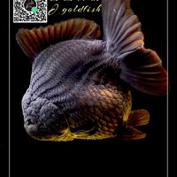 爵蘭御壽金魚～🐟J goldfish🐟～🇹🇭