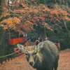写真部！