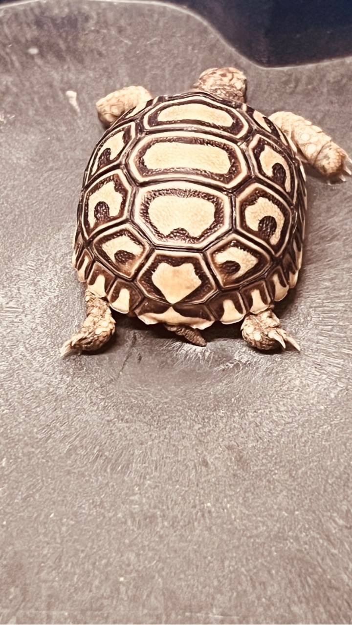 💰財富龜來🐢 陸龜 水龜 特寵