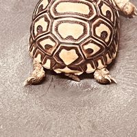 💰財富龜來🐢 陸龜 水龜 特寵