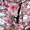 爸媽聊聊天-（單親、離婚、喪偶）~~
