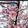 單親爸媽聊聊天-（單親、離婚、喪偶）~~