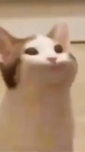 Popcat และอื่นๆคุยเล่นเเบบไม่จริงจัง
