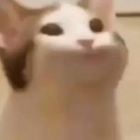 Popcat และอื่นๆคุยเล่นเเบบไม่จริงจัง