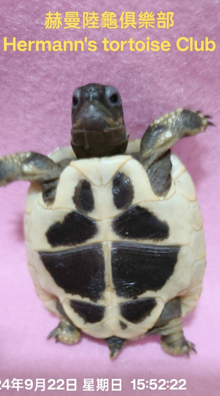 赫曼陸龜俱樂部 Hermann's tortoise Club （遇見赫曼❤️）