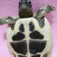 赫曼陸龜俱樂部 Hermann's tortoise Club （遇見赫曼❤️）