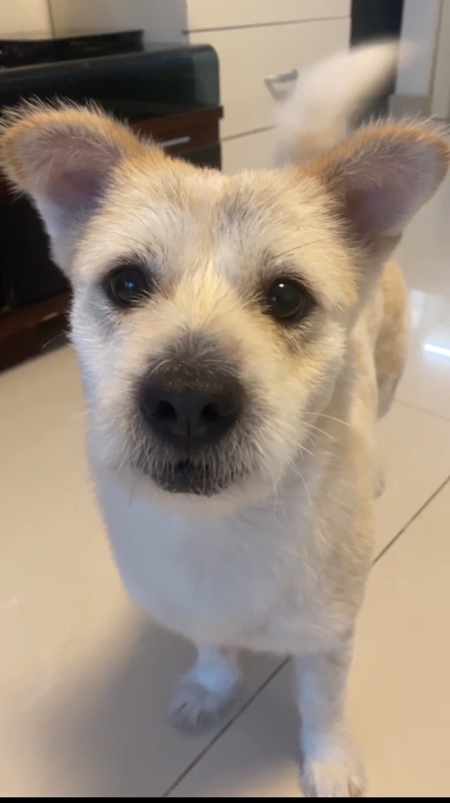 🐶🐶寵物城