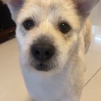 🐶🐶寵物城