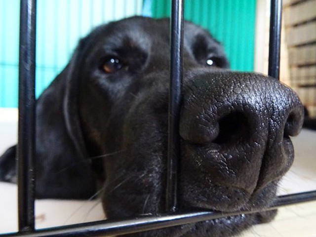 犬はオナラのニオイが好き ねこのきもちnews