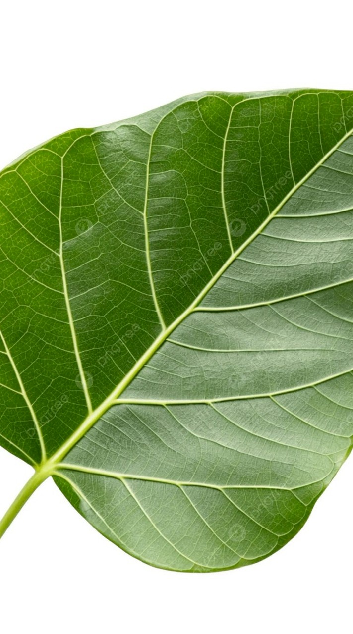 สารสนเทศตำบลต้นแบบตำบลโพธิ์