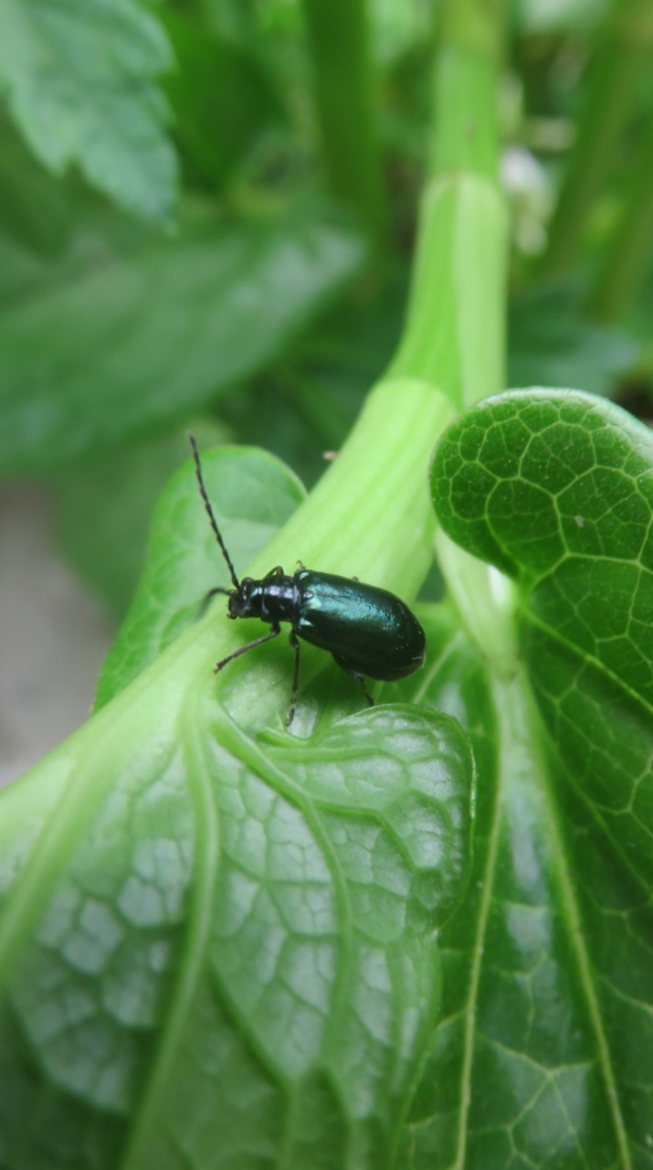 OpenChat 【昆虫採集】甲虫好きの集い