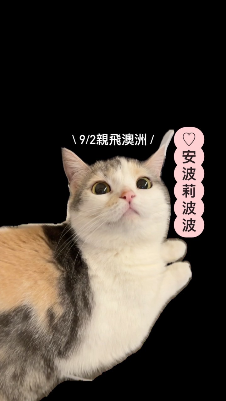 ♡‪ 安波莉波波 𖤐ˊ˗