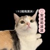 ♡‪ 安波莉波波 𖤐ˊ˗