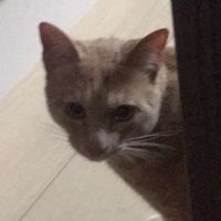 ペット好きな人集まって！