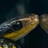 爬虫類飼育者グル