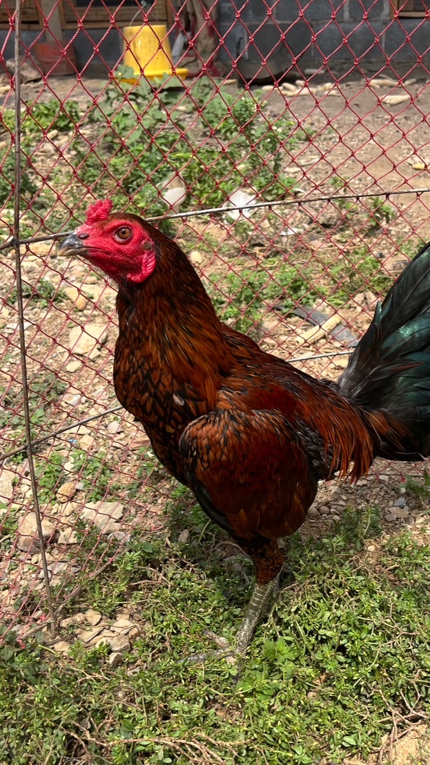 ซุ้มกฤษณนนท์ ไก่ชน