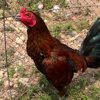 ซุ้มกฤษณนนท์ ไก่ชน