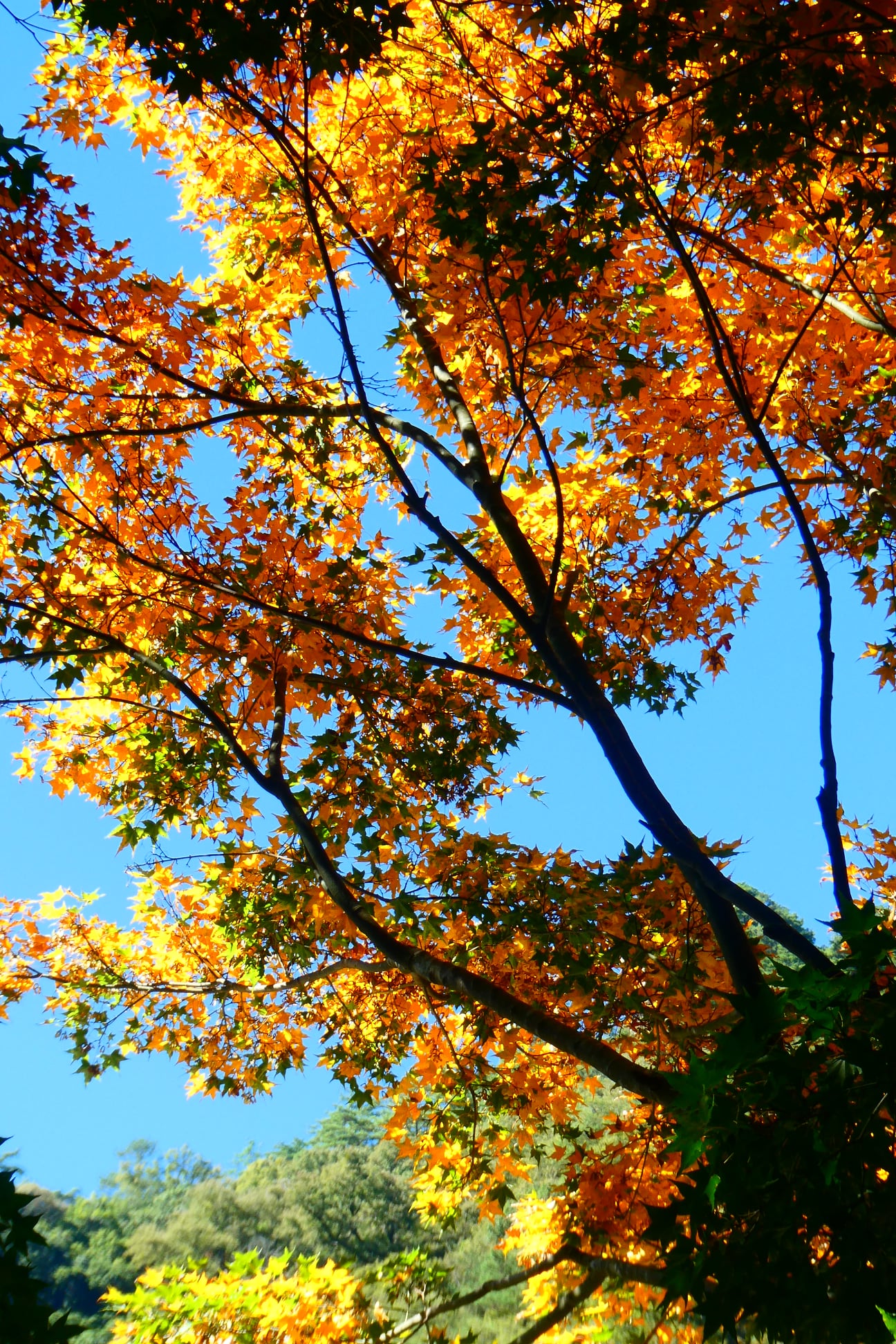 「奧萬大森林遊樂區」超完整賞楓攻略｜奧萬大賞楓景點整理