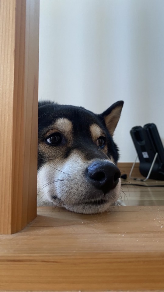 ポケユナ中高生信用